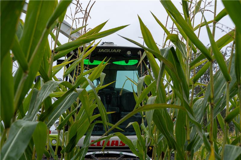 Jaguar green eye (1) (1)