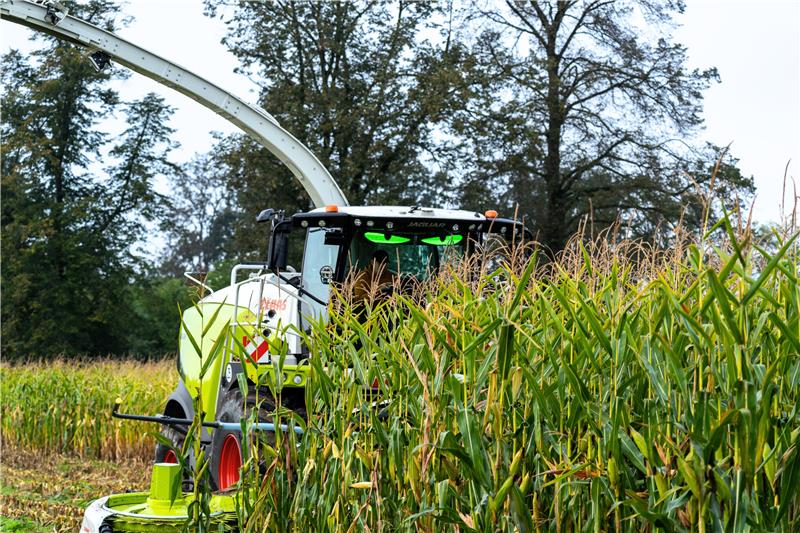 Jaguar green eye (2)